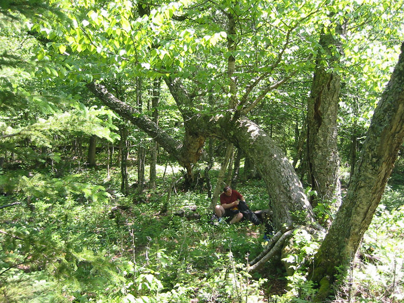 The "green tunnel"