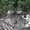 Stick fort on Drinking Horse Mountain.