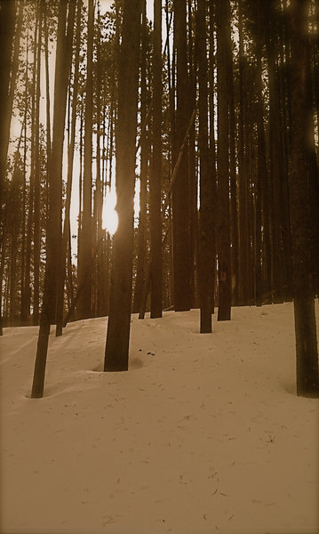 Deep winter snow along the Chestnut Mountain Trail