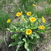 Flowers along the 2-track portion of the Sarlacc Trail