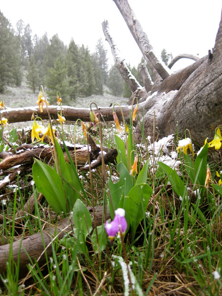 Spring flowers in the snow.