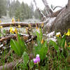 Spring flowers in the snow.