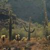 Sonoran cactus-scape from the Waterfall Trail  (