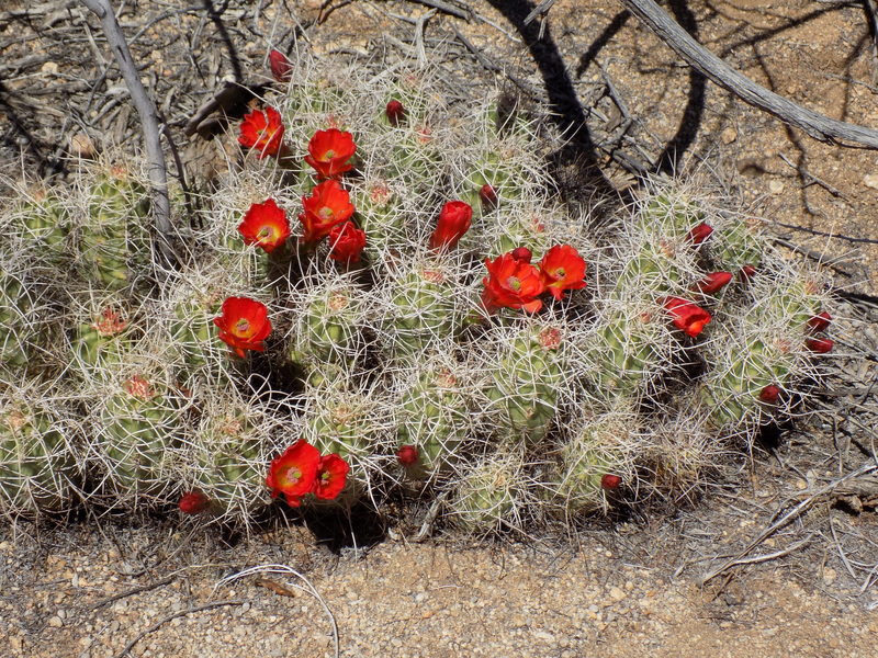 Mojave Mound Cactus in bloom along the Wall Street Mill Trail.