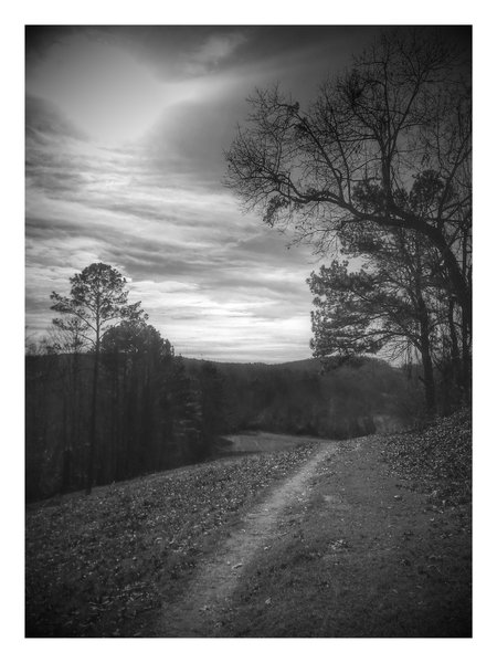 Cut out trail in the central clearing.