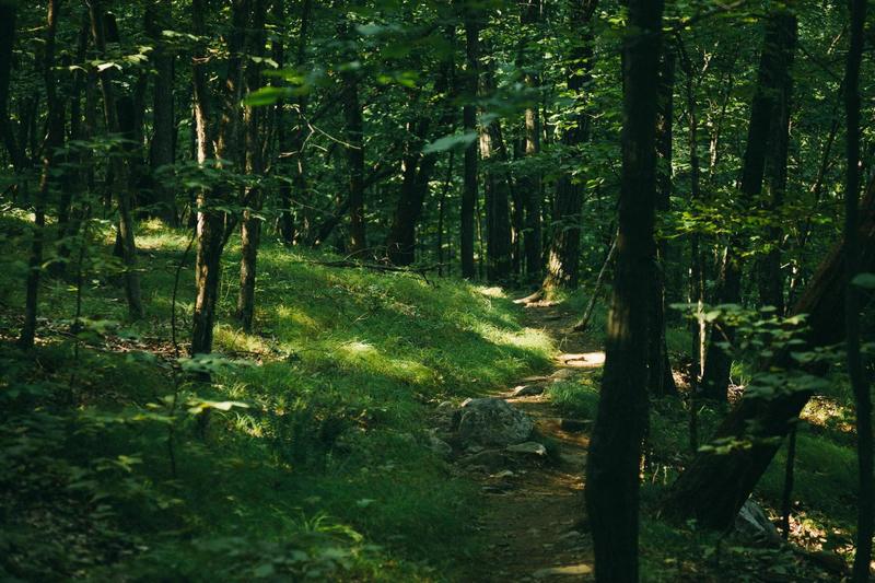 Beautiful wooded Wilkinson Memorial Trail