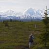 Hiking the McKinley Bar Trail towards the McKinley River with the Alaska Mountain Range as a backdrop.  Denali (Mt McKinley) is just out of the picture, to the right.  This is a short and easy hike, but one of the few trails in Denali National Park.