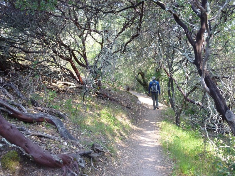 Nice stretch of smooth path on Goodspeed Trail