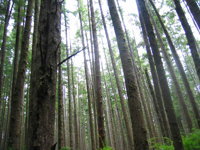 Coastal forest along the North Sand Point Trail