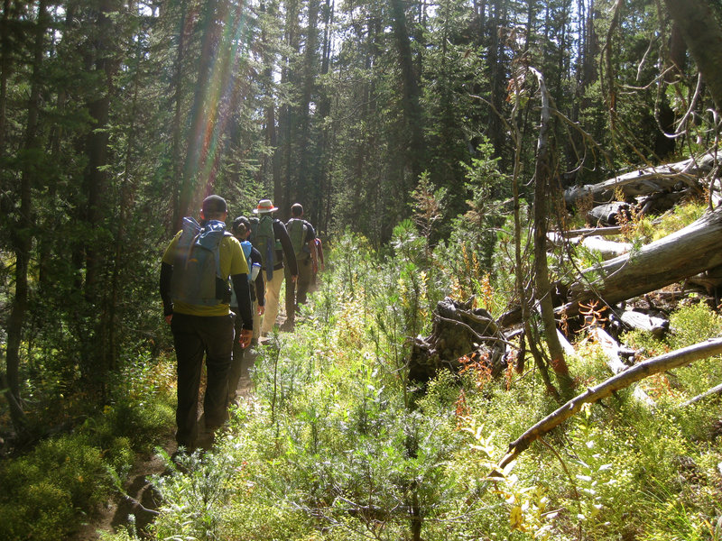 Hiking through the woods on the Horse Creek Divide Trail