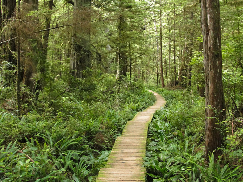 Olympic National Park Cape Alava Trail (by Miguel Vieira)