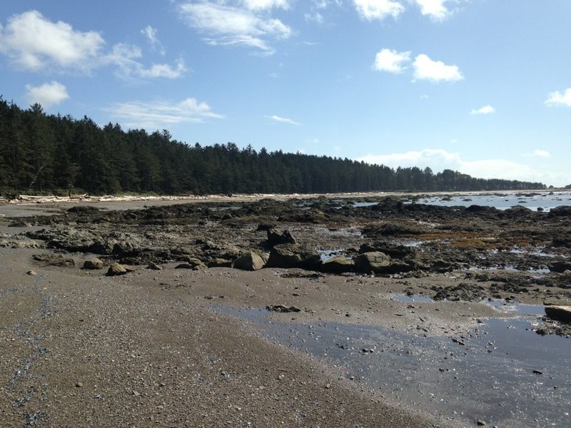 The beach portion of the Ozette Triangle (by Nicholas Gosling)