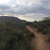 Rolling Singletrack