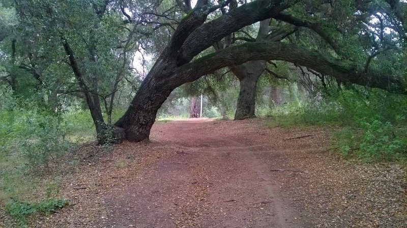 An oak along the way on the The Cope Trail