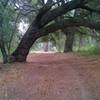 An oak along the way on the The Cope Trail