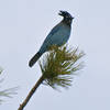 Stellar's Jay