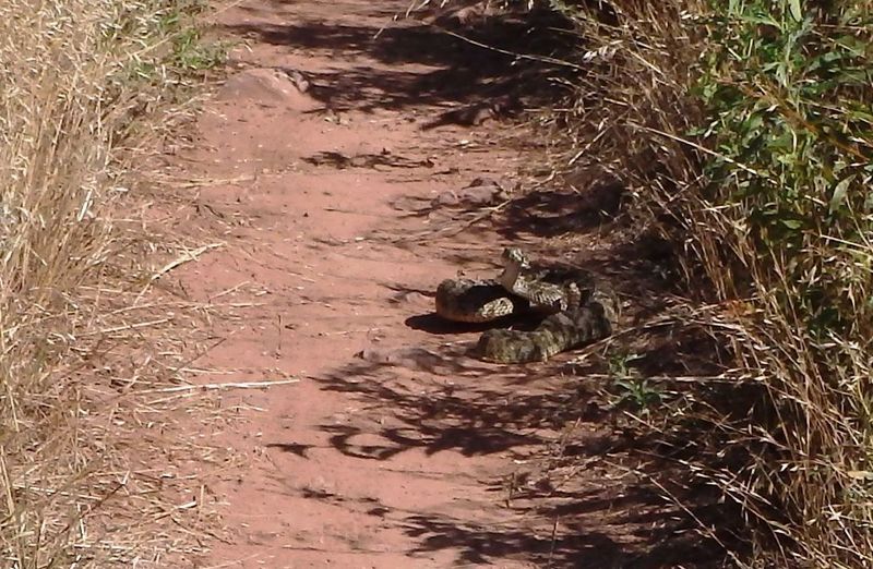 Be alert for rattlesnakes on the Blue Sky Trail.  This one was kind of aggressive.