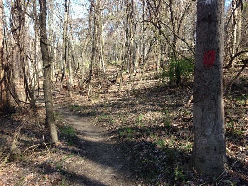 Red Blaze Bridle Trail in early spring