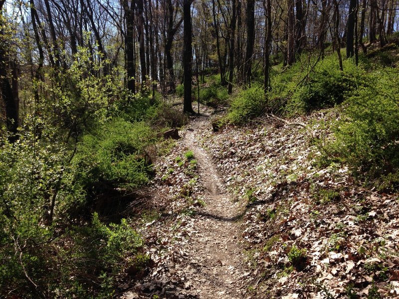 A section of the nature trails, which boast unmarked miles of trail.