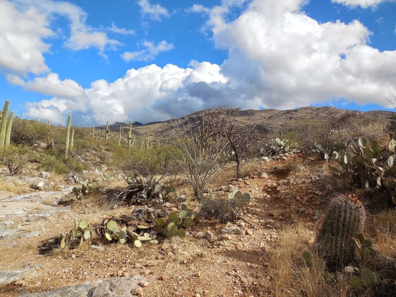 Beautiful AZ landscape