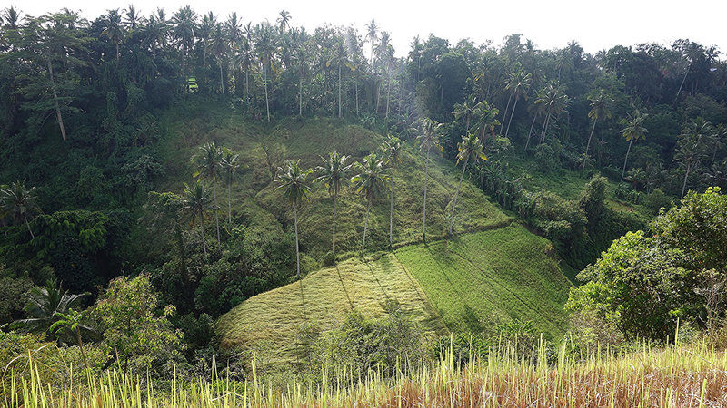 Campuhan Ridge