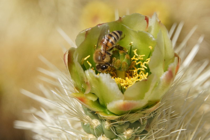 Bees in cacti blossoms.