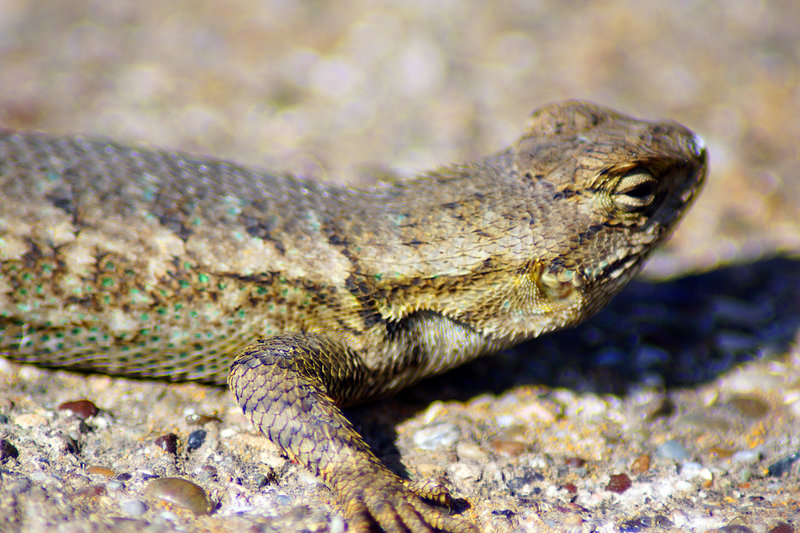 Some of the local fauna at Montana de Oro State Park