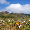 Poppies and morning glories on the Bluff Trail