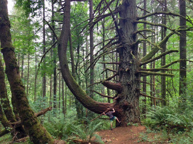 Powder House Trail - Best tree in McDonald Forrest