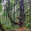 Powder House Trail - Best tree in McDonald Forrest