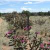 New Mex growth