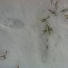 Animal tracks in the Hopkins Forest.