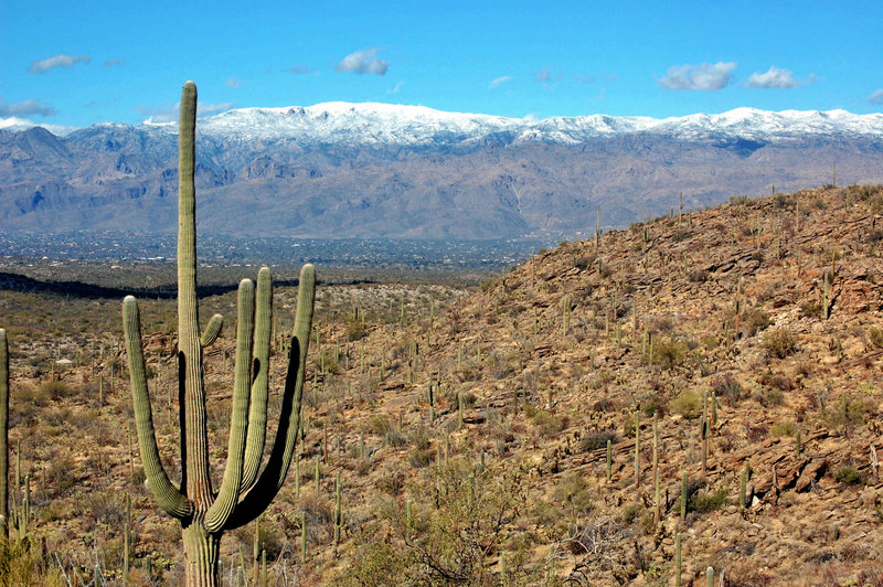 Snow and rain in the Desert - on the Tanque Verde Ridge Trail