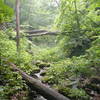 Dense forest/stream