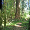 Feelin' mossy on the Horse Creek Trail