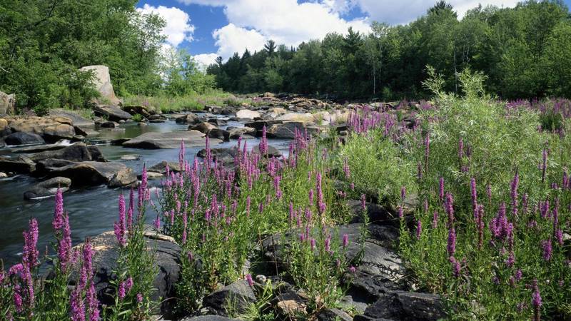 Creek bed along Horse Creek Trail