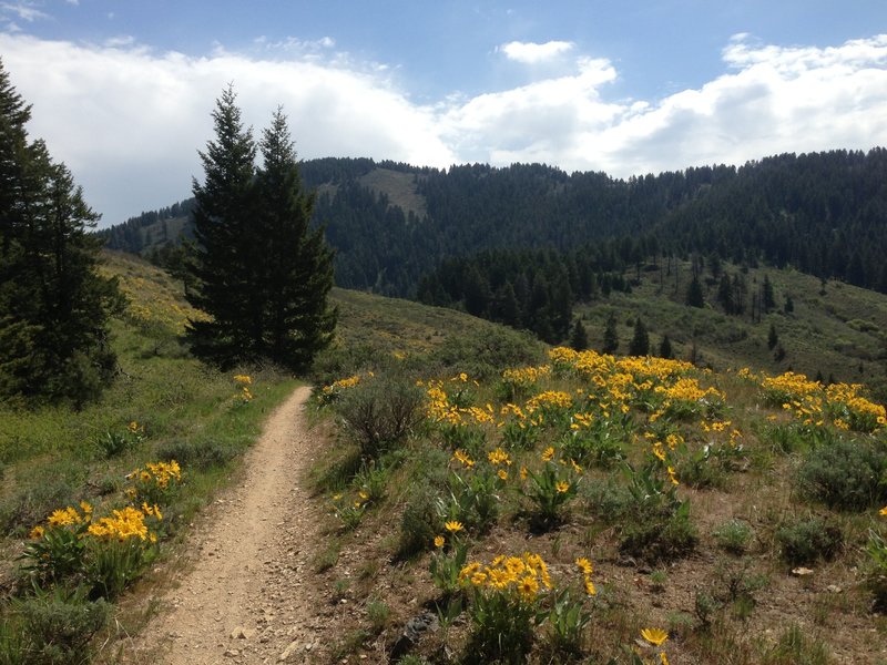 Flowers and pine trees abound on the Shingle Creek Trail!