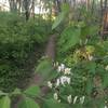 Tiny flowers along the trail!