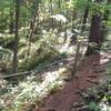 Trail alongside the creek