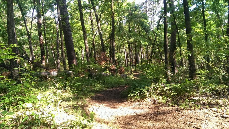 Spring growth in Tyler State Park