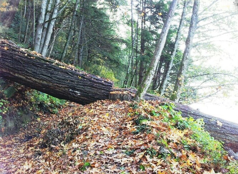 North Lake Whatcom Trail passes under and over large downed tree