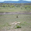 Prairie dogs are ubiquitous around here