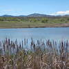 Cattails by Pond #1