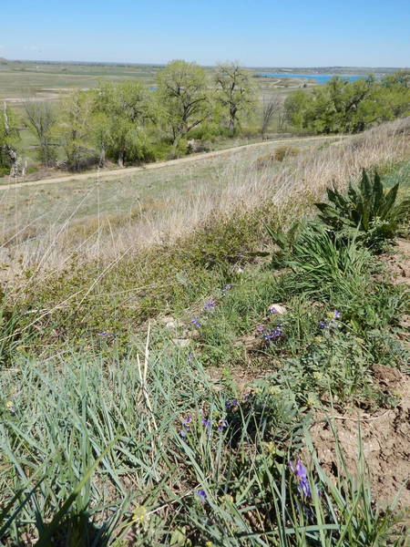 A few early spring wildflowers on the ridge above Boulder Valley Ranch