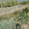 A few early spring wildflowers on the ridge above Boulder Valley Ranch