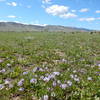 The Hidden Valley Trail is fairly barren, but does manage to grow some wildflowers