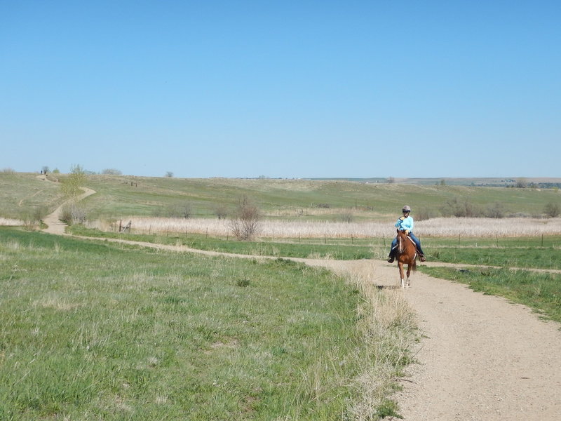 Well behaved horses on the Sage Trail