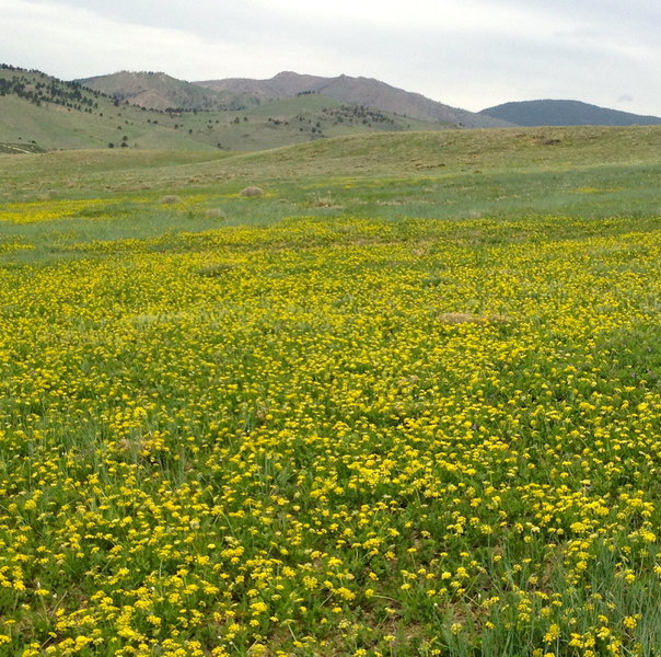 Boulder open space after a rain.