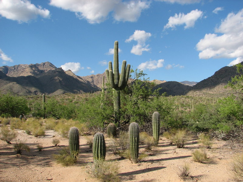 Don't touch the cacti!  On the Bear Canyon Trail.