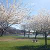 Spring time on Martin Luther King drive in Philadelphia